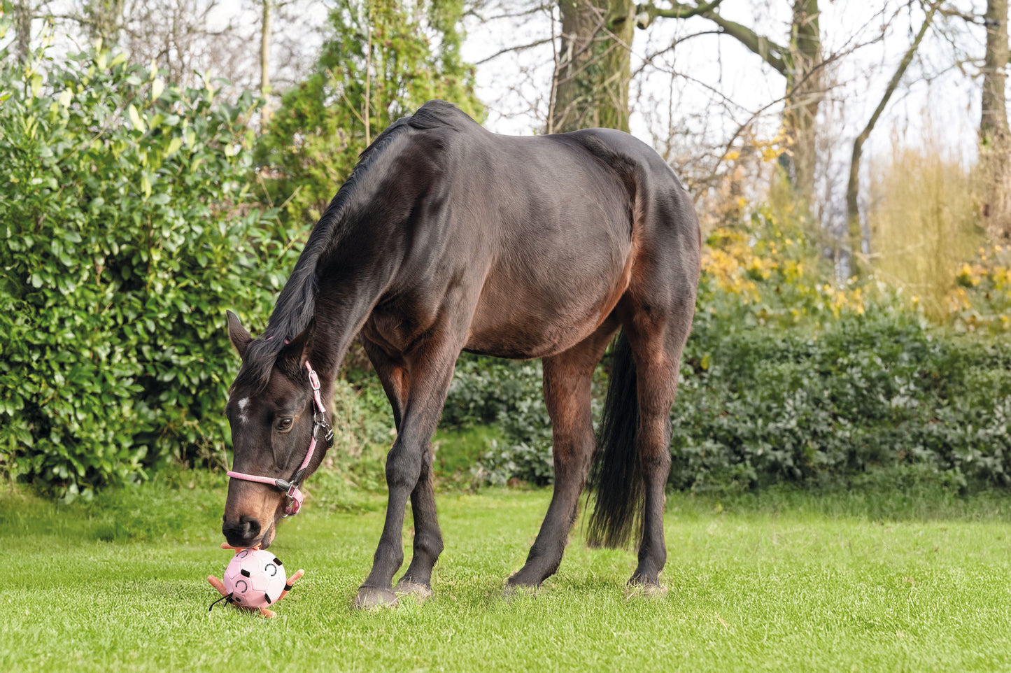 Ballon de jeu pour chevaux
