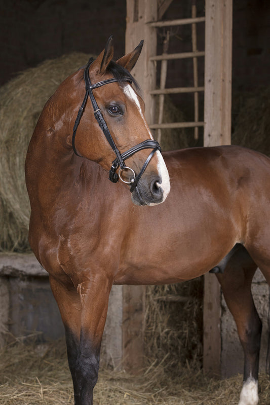 Bridon Norton pro Vague noir