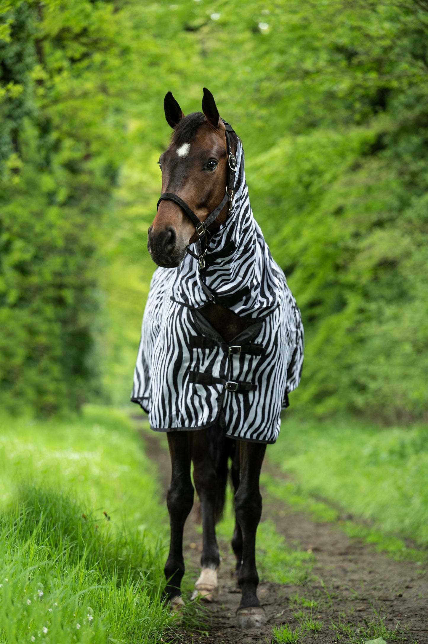 Couverture anti mouches zebra avec encolure