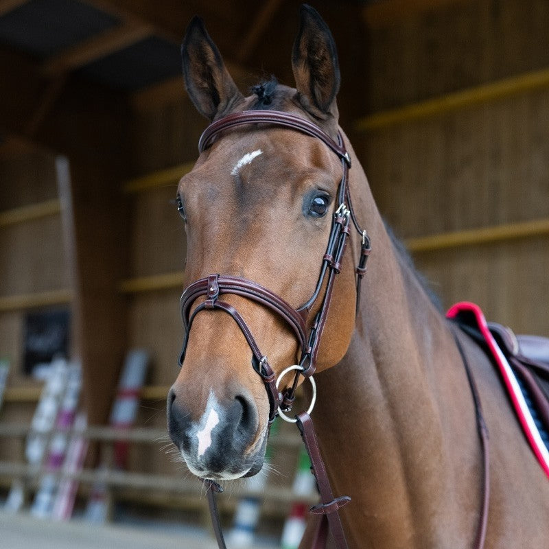 Bridon origin evolution muserolle combinée havane