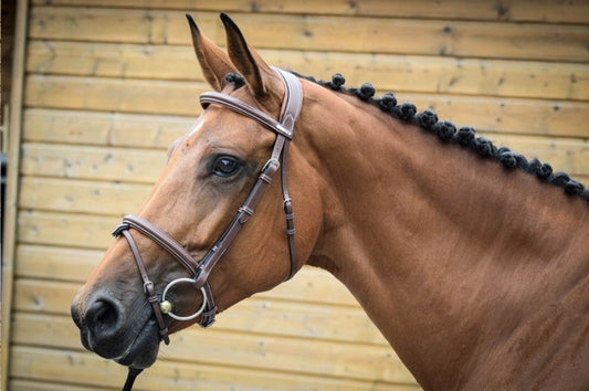 Bridon Jump'in London noisette