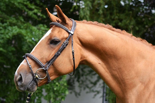 Bridon Jump'in crystal havane