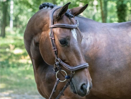 Bridon Jump'in Manhattan noisette