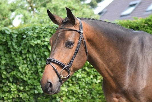 Bridon Jump'in Wednesday havane