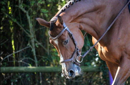 Bridon Jump'in New York noisette