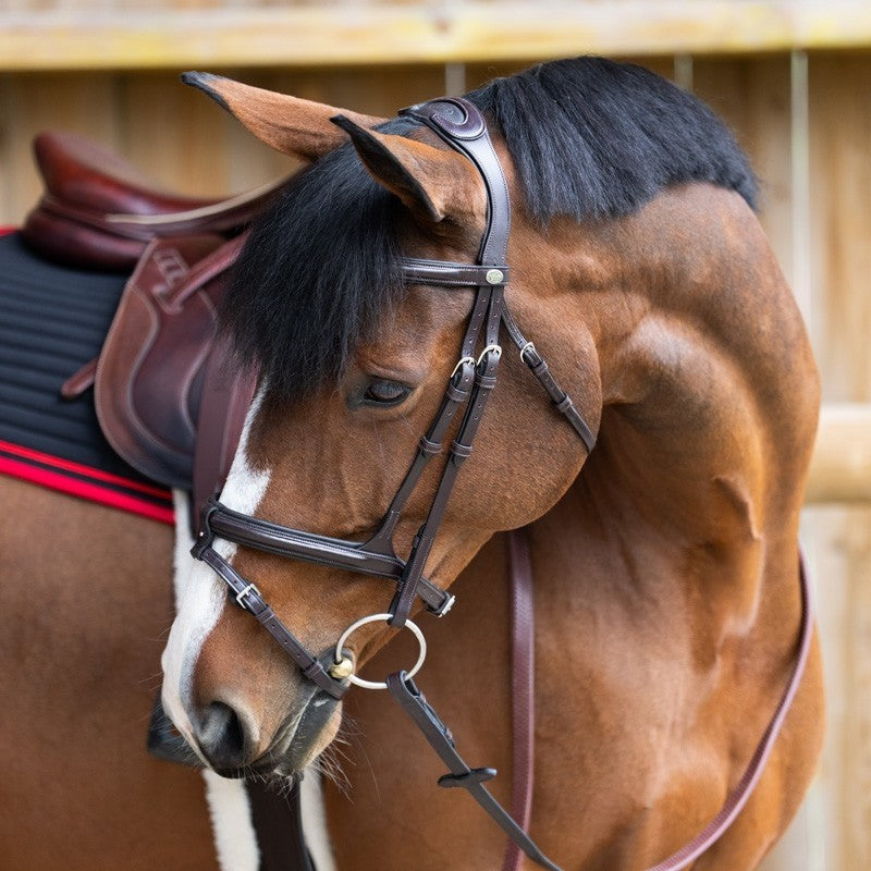 Bridon origin evolution muserolle combinée havane