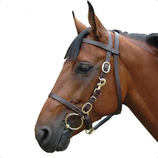 Bridon licol large Canter marron